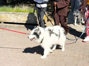 Médiation éducative animale